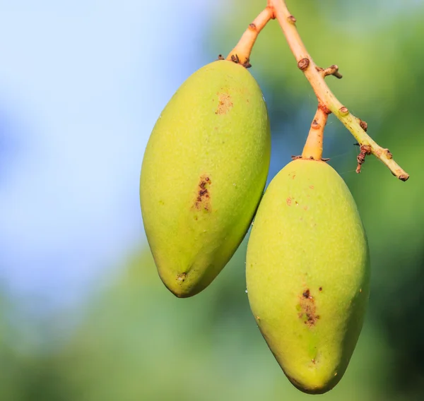 Mango ovoce — Stock fotografie