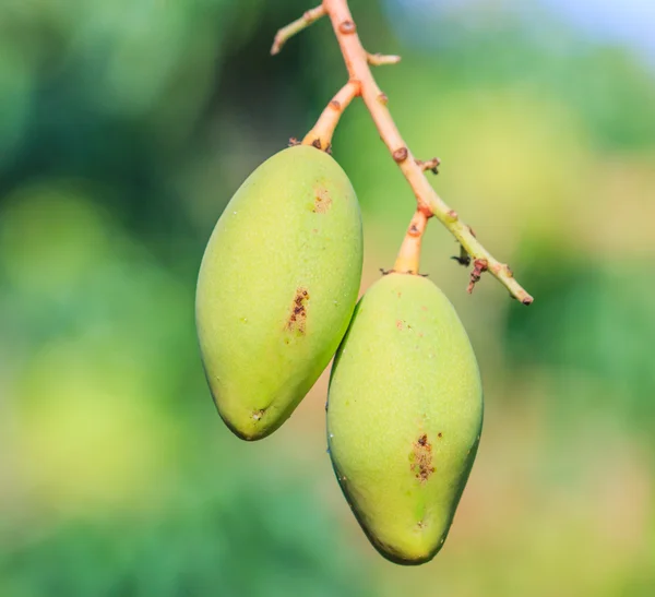 Mango ovoce — Stock fotografie