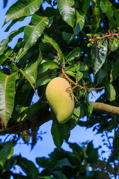 La fruta del mango — Foto de Stock