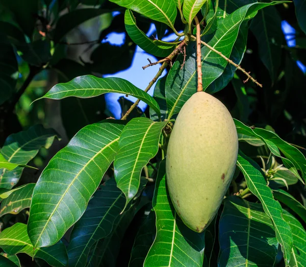 Mango ovoce — Stock fotografie