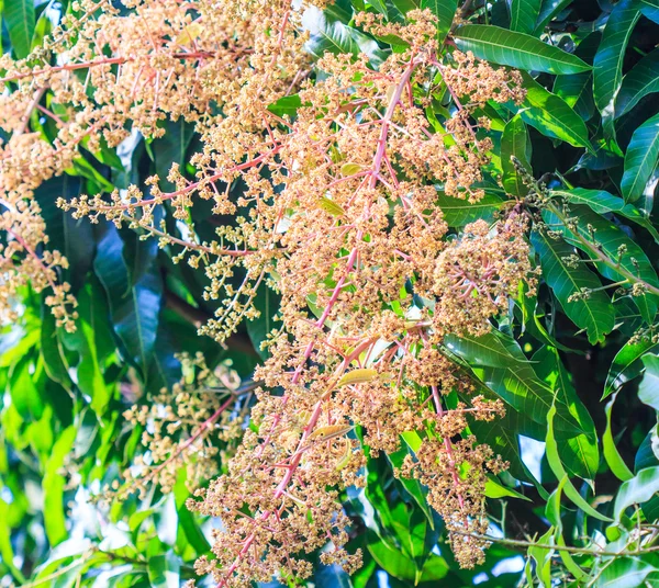 Blombukett mango — Stockfoto