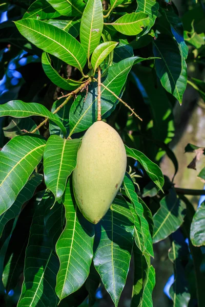 La fruta del mango — Foto de Stock