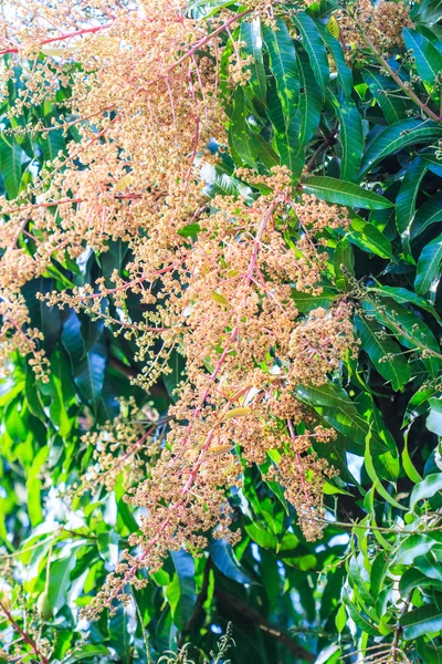 Boeket van mango bloemen — Stockfoto