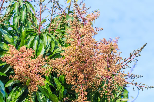 Mango buket — Stok fotoğraf