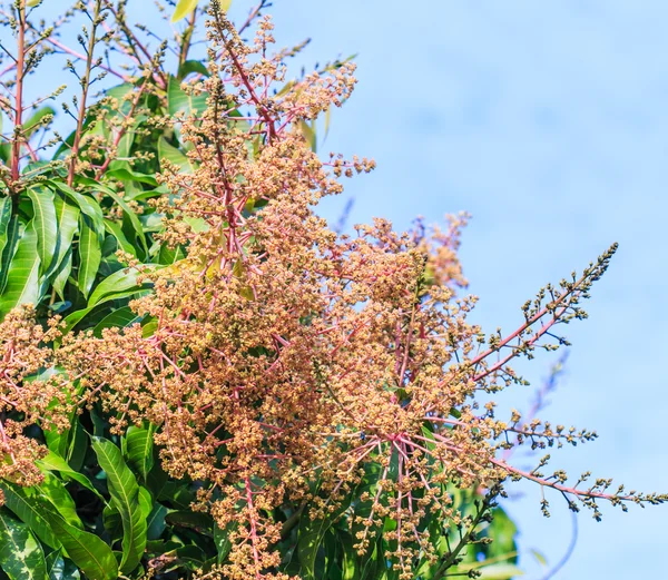 Blombukett mango — Stockfoto