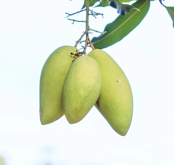 Die Mangofrüchte — Stockfoto