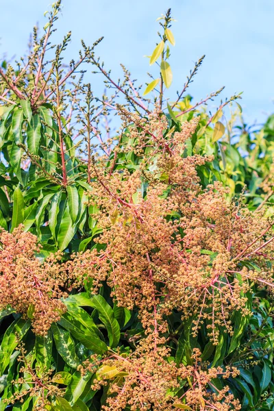 Bouquet of mango flowers — Stock Photo, Image