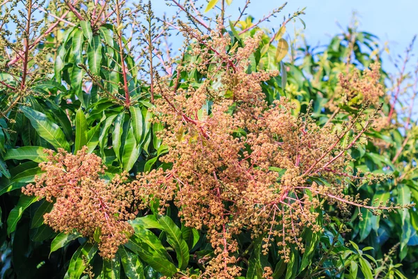 マンゴーの花の花束 — ストック写真