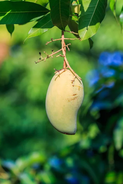 La fruta del mango — Foto de Stock