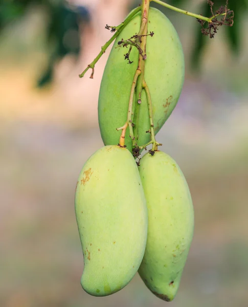 Il frutto dei manghi — Foto Stock