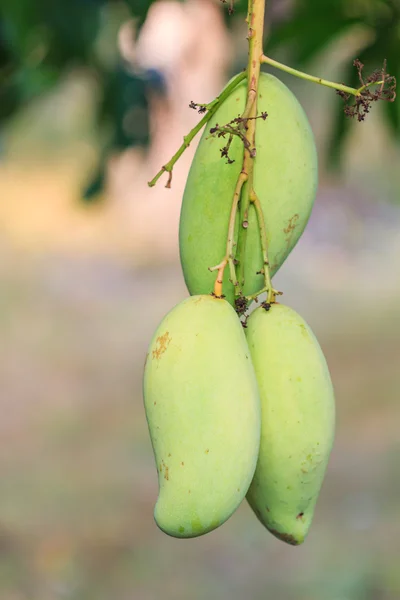 Il frutto dei manghi — Foto Stock