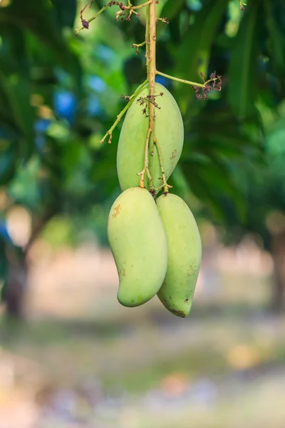 La fruta del mango — Foto de Stock