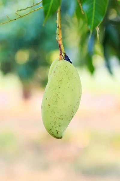 La fruta del mango — Foto de Stock