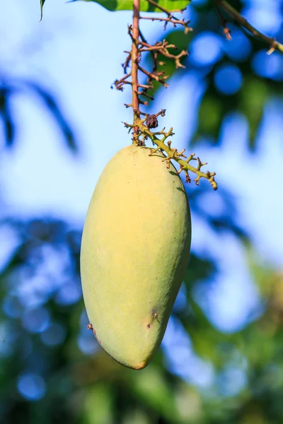 Die Mangofrüchte — Stockfoto