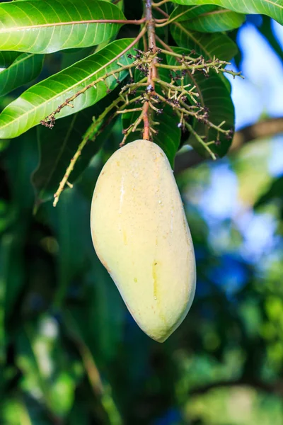 Mango ovoce — Stock fotografie