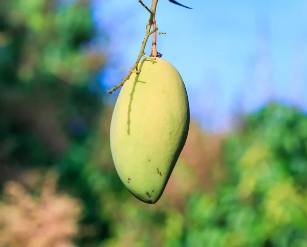 Die Mangofrüchte — Stockfoto