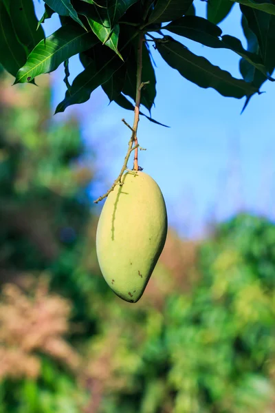 Die Mangofrüchte — Stockfoto