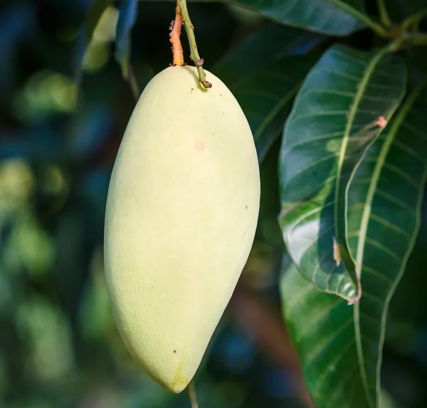 Die Mangofrüchte — Stockfoto