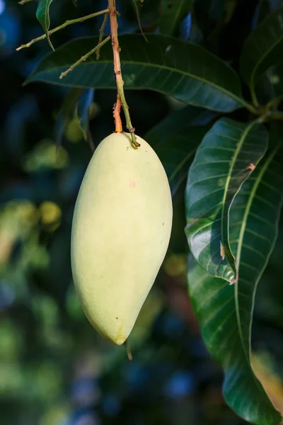 Die Mangofrüchte — Stockfoto