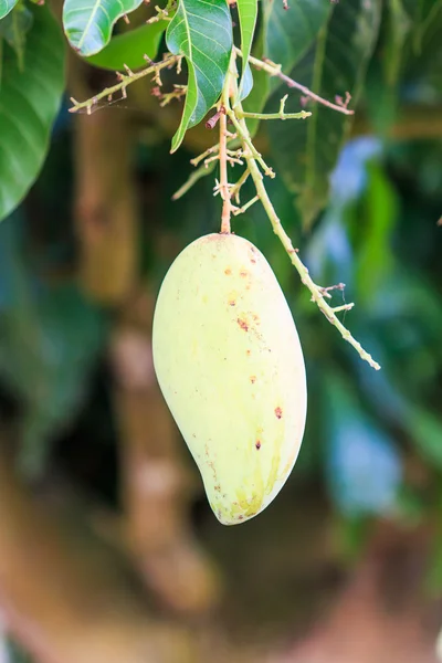 La fruta del mango — Foto de Stock