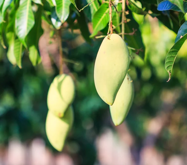 Il frutto dei manghi — Foto Stock