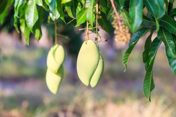 Il frutto dei manghi — Foto Stock