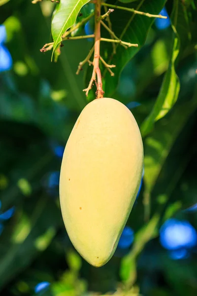 La fruta del mango — Foto de Stock