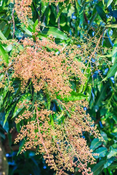 Strauß Mangoblumen — Stockfoto