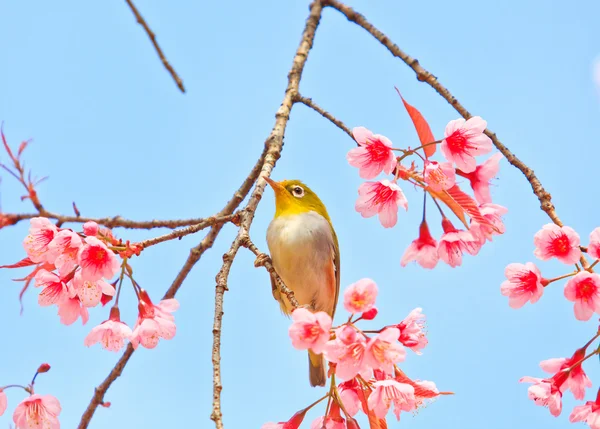 Pássaro de olho branco em flor de cereja — Fotografia de Stock