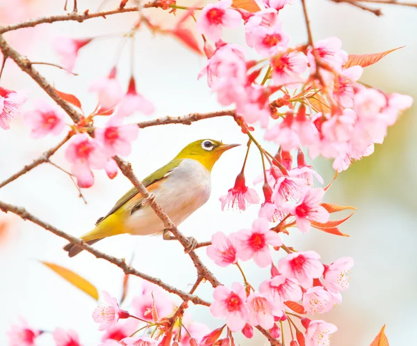Uccello dagli occhi bianchi sui fiori di ciliegio — Foto Stock