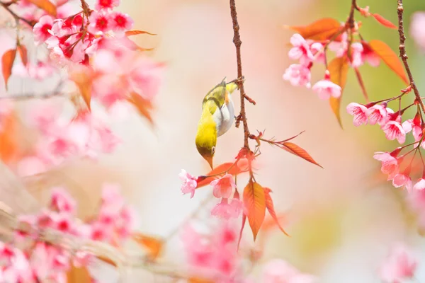 Bledá tvář pták na třešňový květ — Stock fotografie