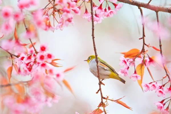 Brilvogels vogel op kersenbloesem — Stockfoto