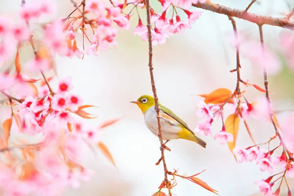 在樱花盛开的绿绣眼鸟 — 图库照片