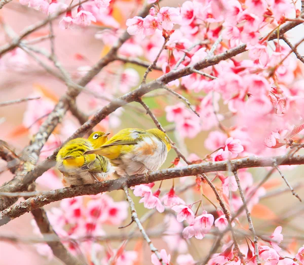 Weißaugenvogel auf Kirschblüte — Stockfoto