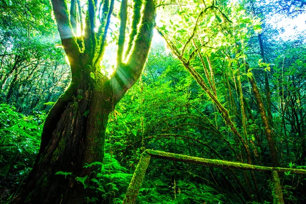 Store naturtrær – stockfoto