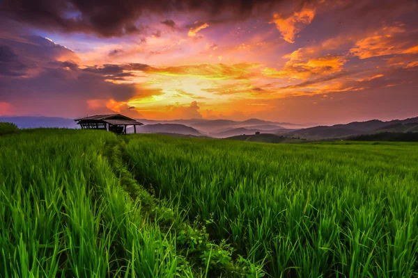 Paddy groene zonsondergang — Stockfoto