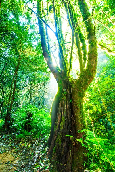 Natuur grote bomen — Stockfoto