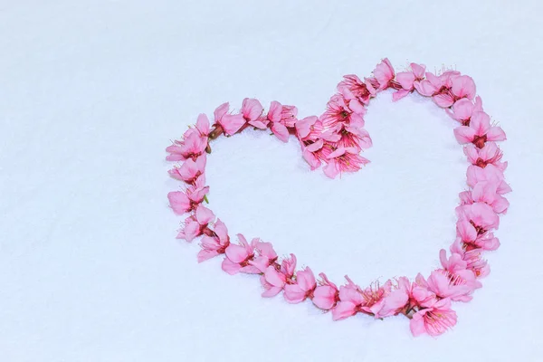 Heart beautiful cherry blossoms — Stock Photo, Image