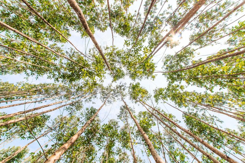 Eucalyptus forest