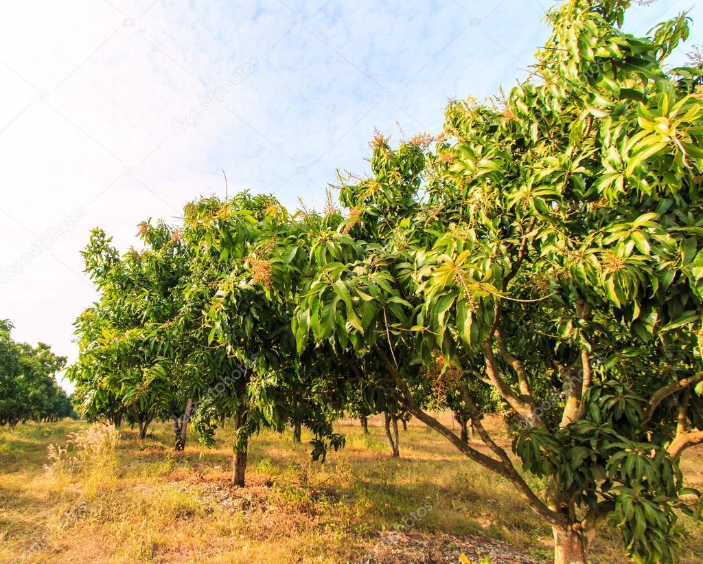 Mango orchards Stock Photo by ©Deerphoto 55331771