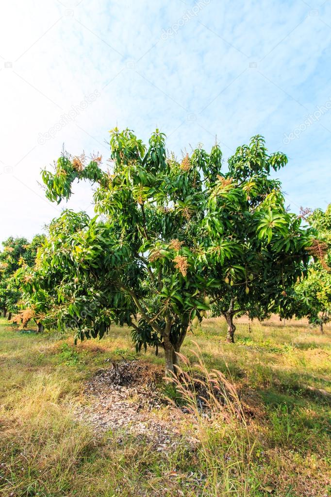 Mango orchards Stock Photo by ©Deerphoto 55331805