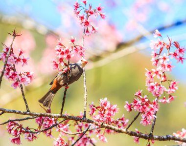 kuş kiraz çiçeği ve sakura