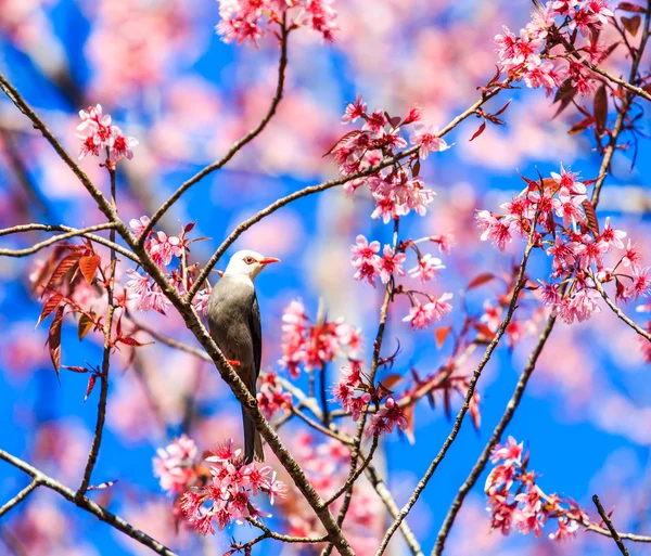 Pták na rozkvetlou třešní a sakura — Stock fotografie