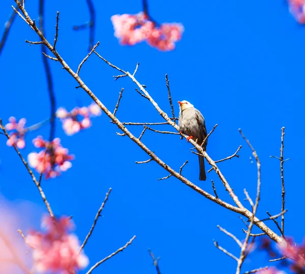 Vogel op de kersenbloesem en sakura — Stockfoto