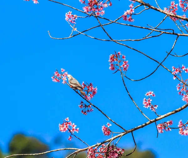 Pássaro em flor de cereja e sakura — Fotografia de Stock