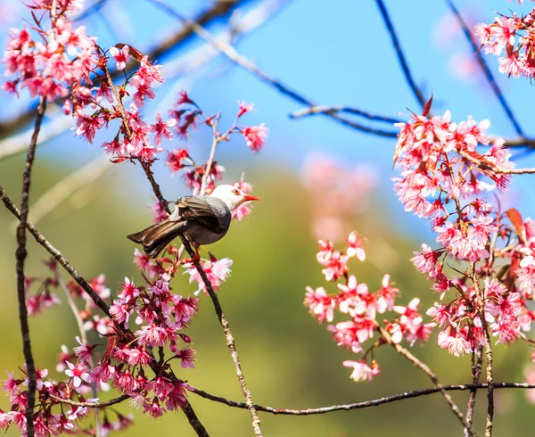 Uccello su fiori di ciliegio e sakura — Foto Stock