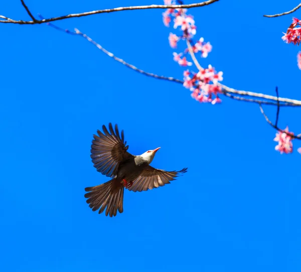 Pájaro en flor de cerezo y sakura — Foto de Stock