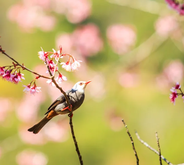 Bird on Cherry Blossom and sakura — Stock Photo, Image