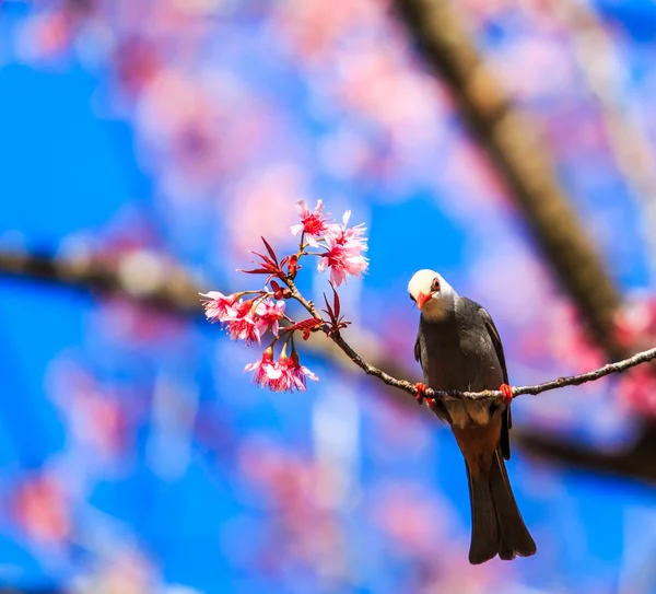 Pássaro em flor de cereja e sakura — Fotografia de Stock