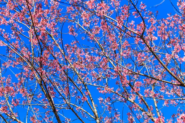 Pájaro en flor de cerezo y sakura — Foto de Stock